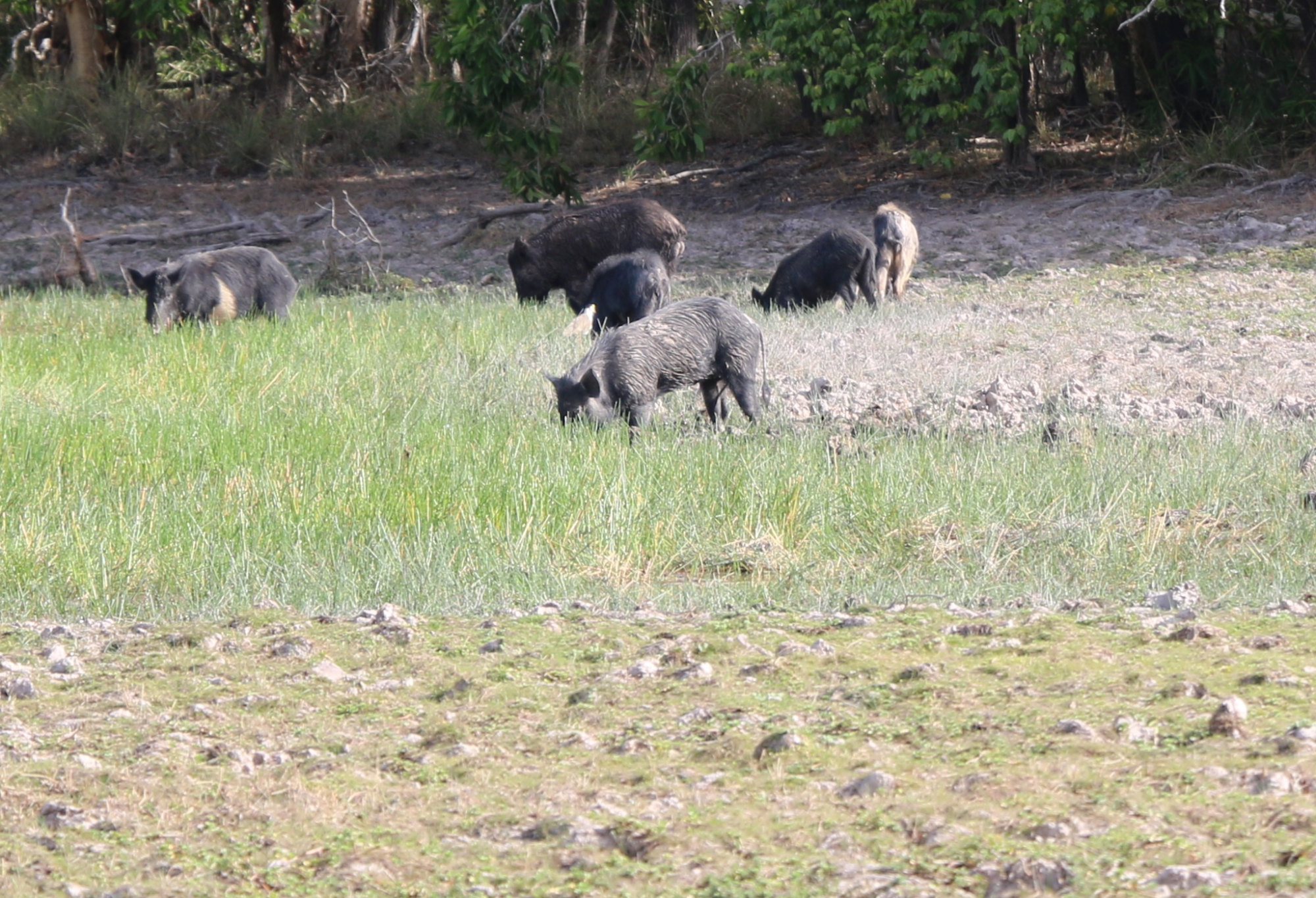 Feral Pigs on Cape York