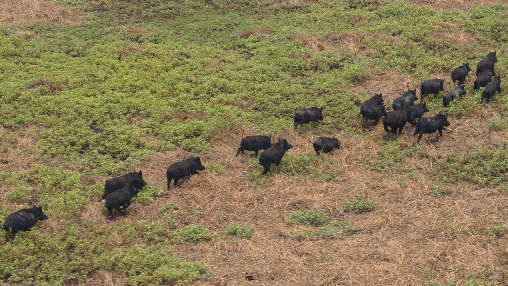 Feral pigs on Cape York