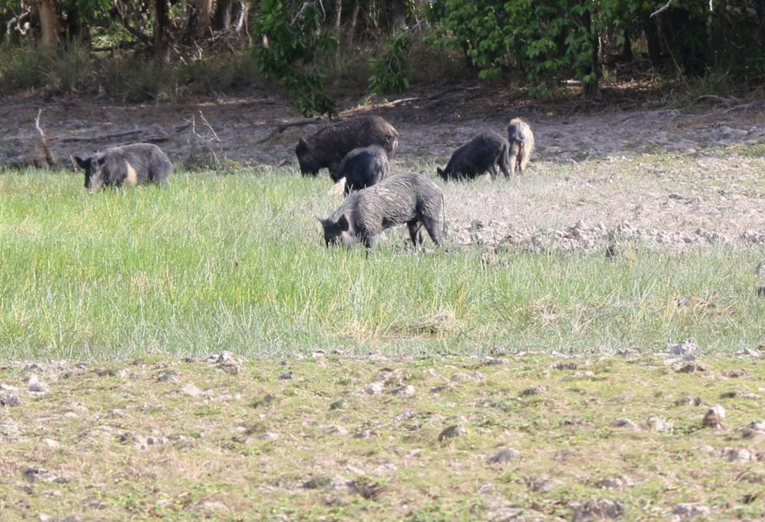 Feral Pigs on Cape York