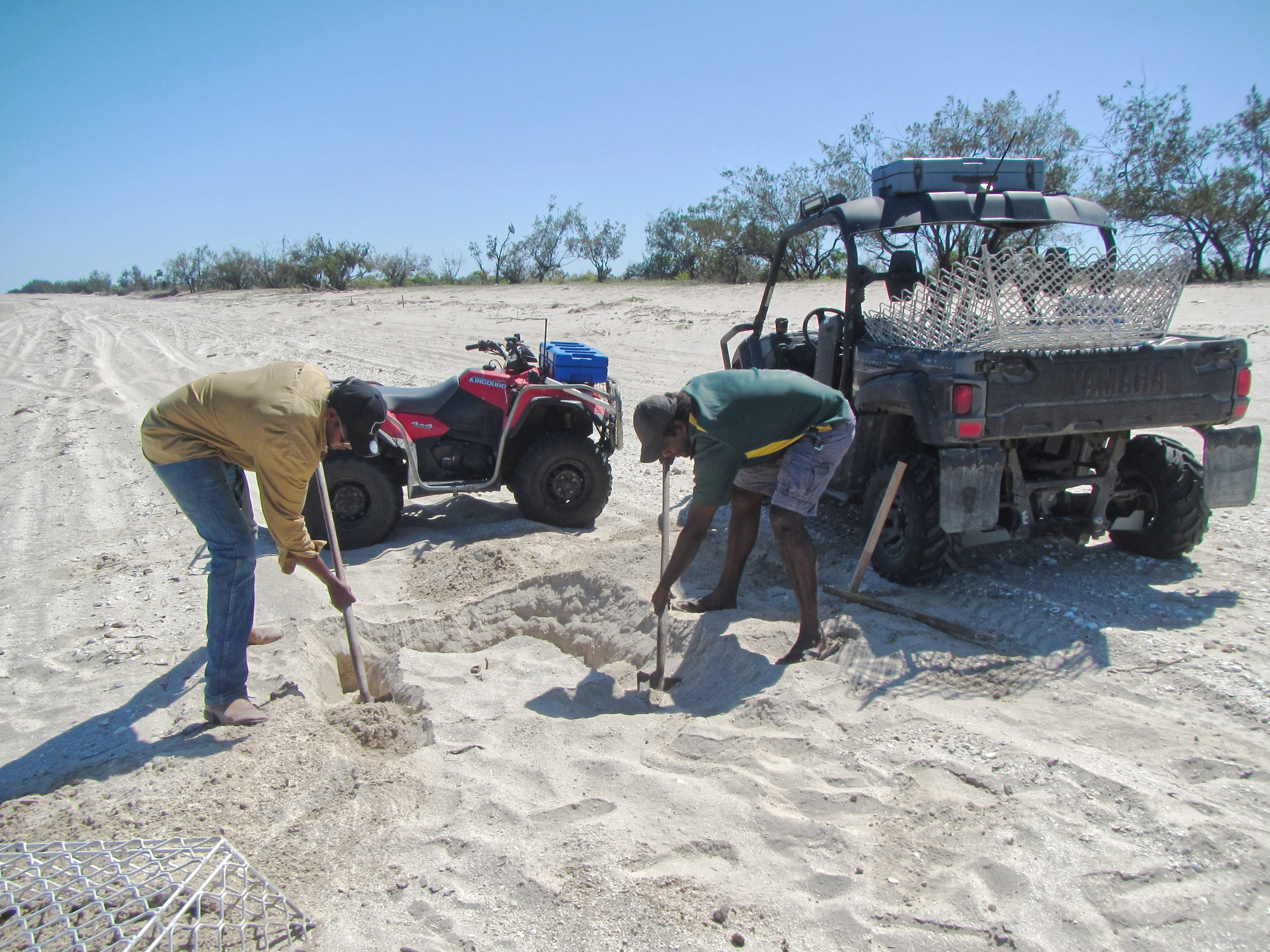 PORMPURAAW RANGERS INSTALLING A NEST PROTECTION CAGE ON AN OLIVE RIDLEY NEST