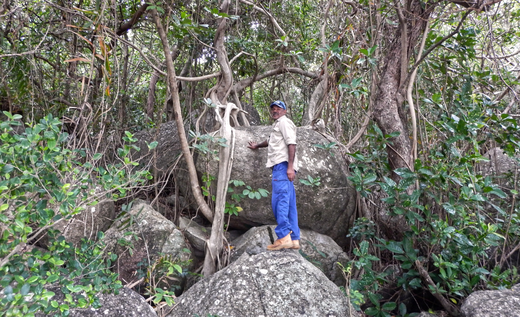 Traditional Owner Craig Gibson investigating Littoral Rainforest at Quarantine Bay near Cooktown