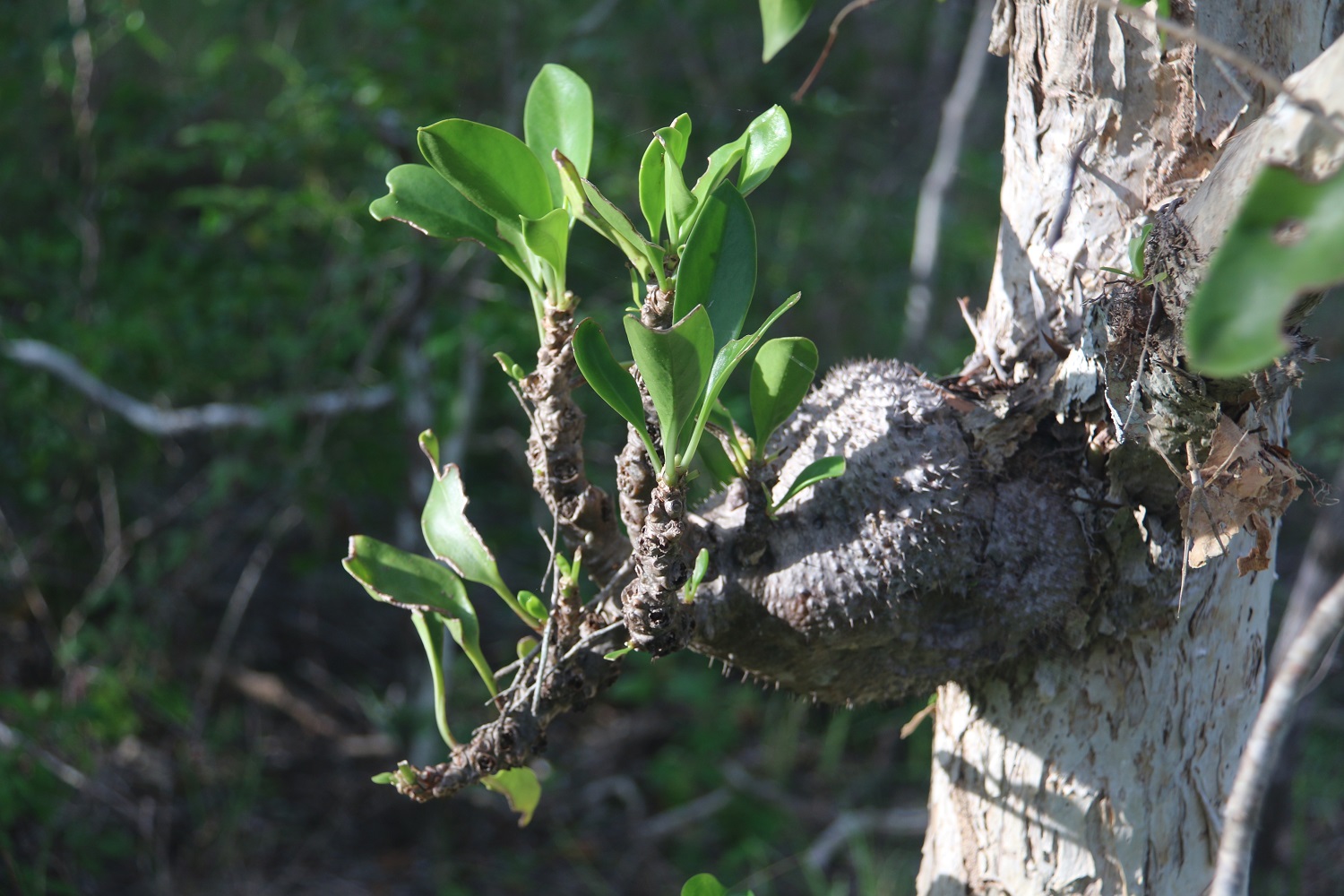 Ant Plant in Cape York