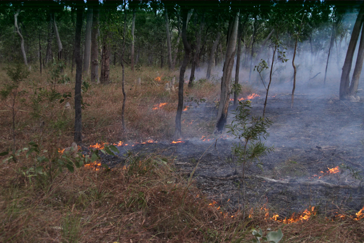 Good cool fire management on Cape York