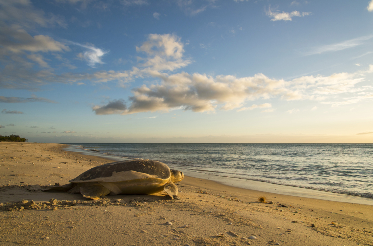 Marine turtle on western Cape York Peninsula 