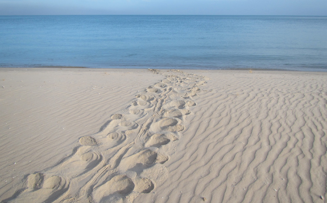 TURTLE TRACKS BEING MONITORED ON A BEACH ON WESTERN CAPE YORK