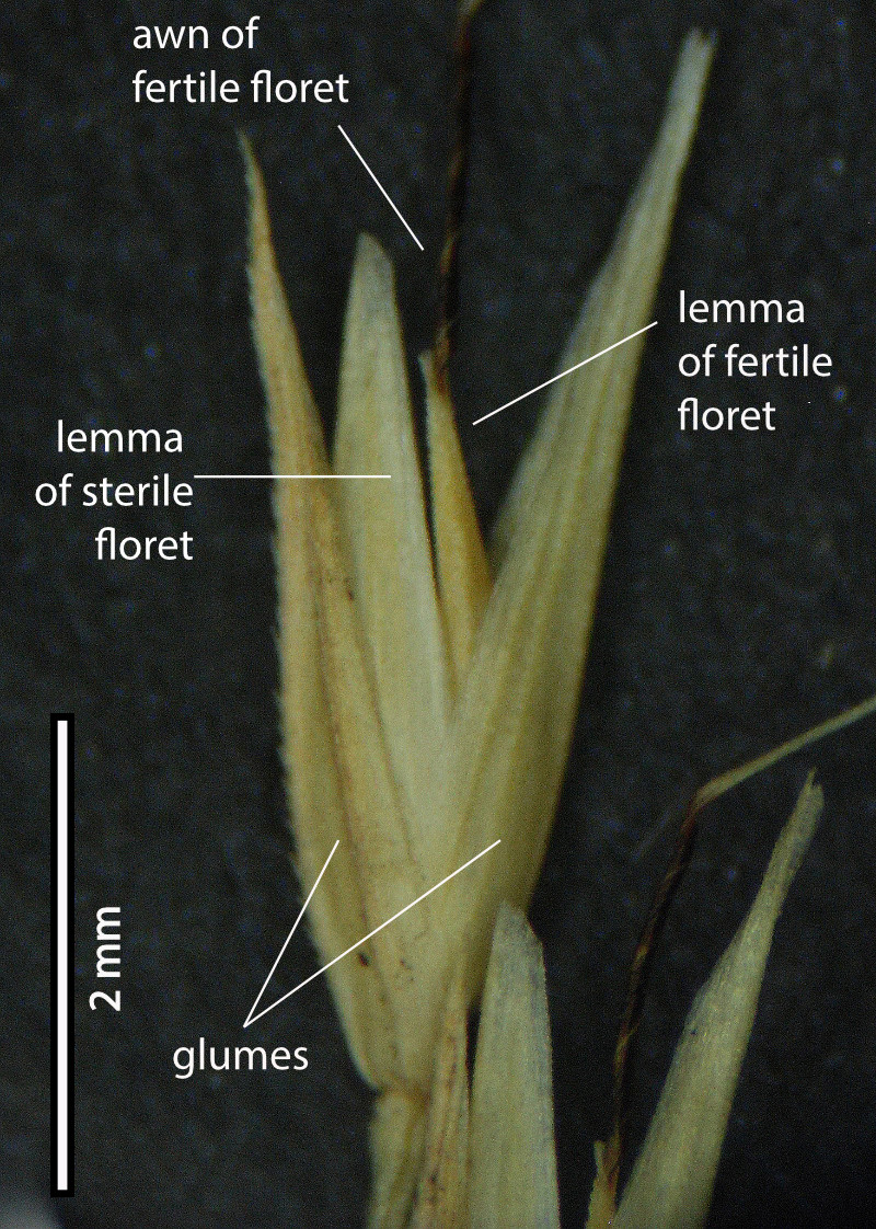 Fig. 7. Spikelets of Arundinella nepalensis showing acute lemma tip, with developed central awn but no lateral awns (PHOTO: ATH, specimen MBA7034).