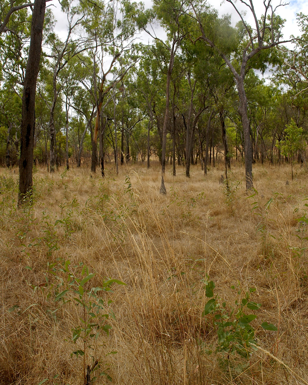 Fig. 9. Typical habitat for Arundinella setosa (PHOTO: RJCumming d23933a).
