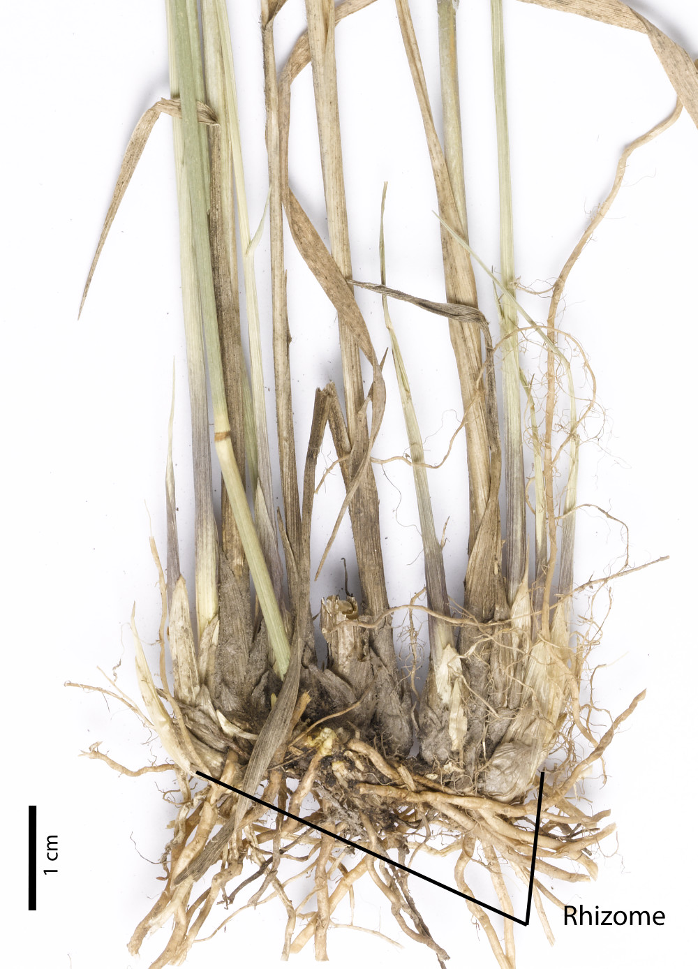 Fig. 2. Rhizome and culms/stems of Arundinella setosa (PHOTO: ATH; specimen CNS136647).