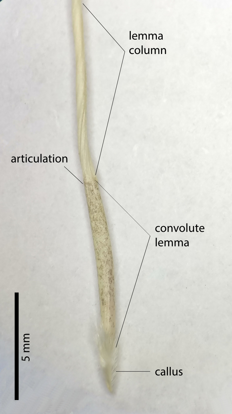 Fig. 5. Close up of the base of a floret of Aristida superpendens showing indistinct articulation. (PHOTO: ATH; specimen MBA8973).