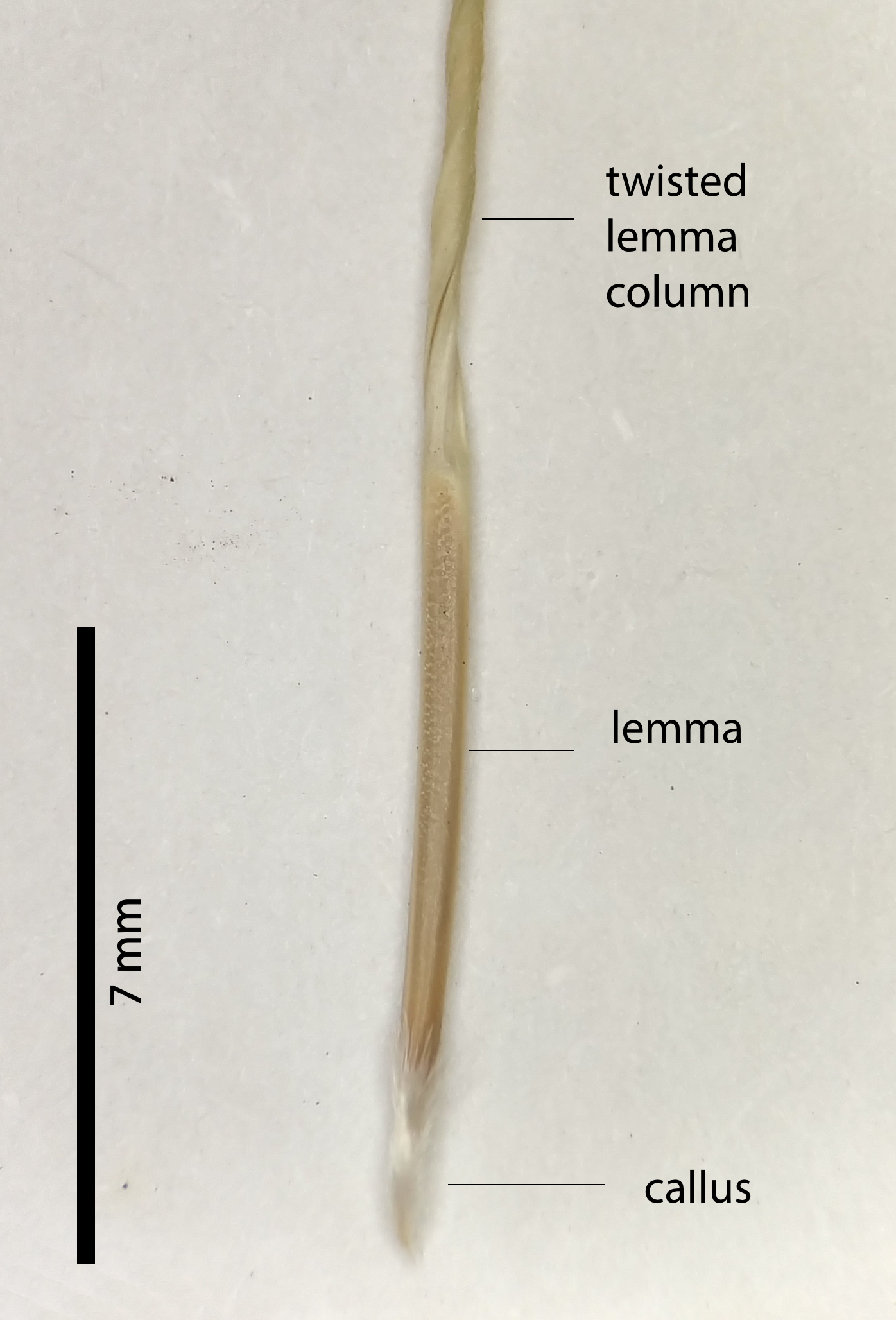 Fig. 8. Close up of the base of a floret of Aristida warburgii showing absence of articulation. (PHOTO: ATH; specimen MBA7733).