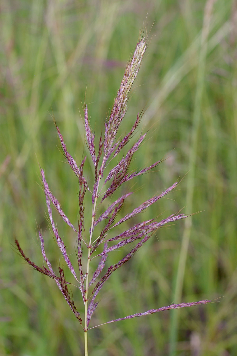 Fig. 9. Inflorescence of Bothriochloa bladhii, note the simple undivided primary branches (PHOTO: RJCumming d18998a).