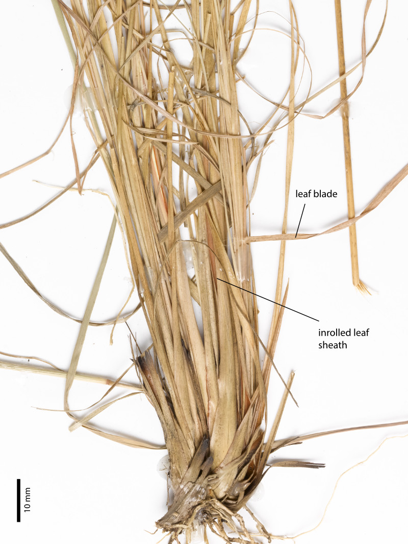 Fig 5. Image of base of whole plant of Cymbopogon ambiguus