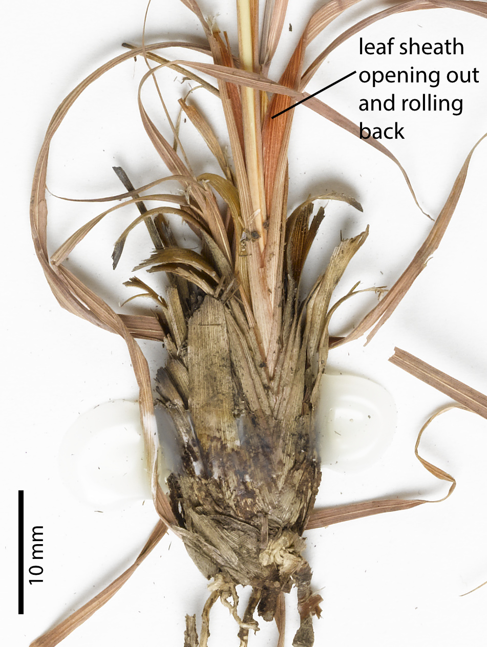 Fig. 7. Image of base of plant of Cymbopogon bombycinus showing rolled back leaf sheath (PHOTO: ATH; specimen QRS75325).
