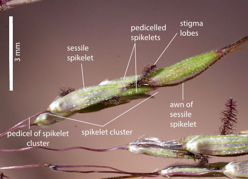 Fig. 3. Spikelet cluster of Capillipe- dium parviflorum showing sessile fertile spikelet and reduced pedicelled spikelets (PHOTO: RJCumming d2353a).