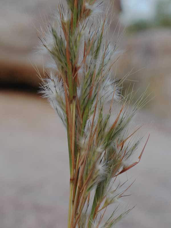 Fig. 7. Image of inflorescence of Cymbopogon procerus (PHOTO: BStuckey CC BY: Northern Territory Government).