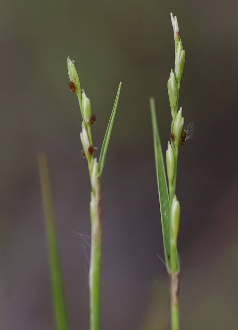 Fig. 3. Image showing open (chasmogamous) spikelets on terminal raceme of Cleistochloa subjuncea (PHOTO: RJ Cummings d8687a).