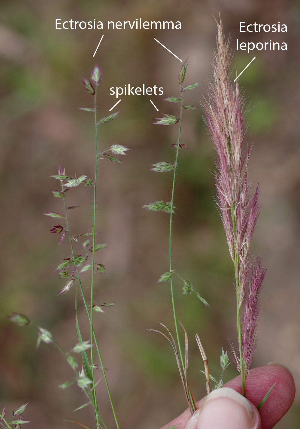 Fig. 2. Image of infloresences of Ectrosia nervilemma and Ectrosia leporina. Showing sparsely arranged spikelets in Ectrosia nervilemma and congested spikelets in E. leporina. (CC By: RJ Cumming d77330a)