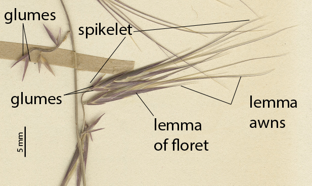 Fig. 3. Section of inflorescence on a pressed type specimen of Ectrosia blakei (AQ319057), showing spikelets and spikelet details. (CC By: BRI Herbarium)