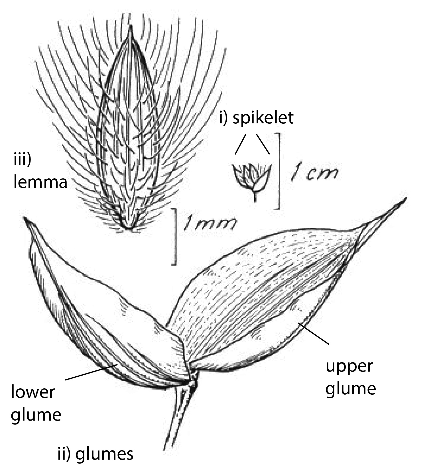 Fig. 4. Line drawing of Eriachne obtusa spikelets showing i) whole spikelet, ii) arrangement of upper and lower glumes, and iii) hairy lemma. Reproduced with permission from Cowie et al (2000). (CC By: Monika Osterkamp Madsen).