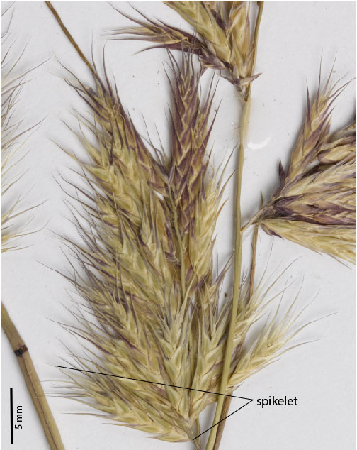 Fig. 5. Section of inflorescence from a pressed specimen of Ectrosia anomala (MBA6486) showing spikelet size shape and arrangement.