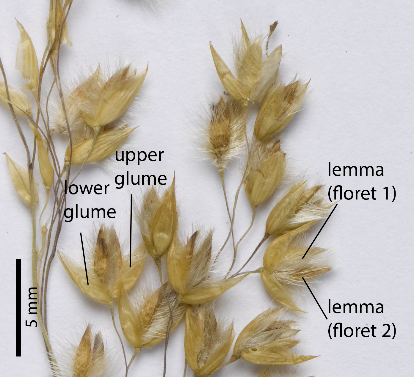 Fig. 5. Section of inflorescence of a pressed specimen of Eriachne mucronata (CNS136707), showing spikelet detail.