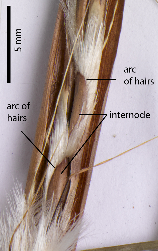 Fig 5. Image of a section of inflorescence of Schizachyrium fragile (CNS135818) showing two internodes and an arc of hairs (oblique beard) along each internode.
