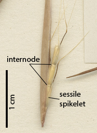 Fig. 6b. Section of infloresence of a pressed herbarium specimen of Schizachyrium dolosum (AQ340079) showing thick internode and lower glume of sessile spikelet. (CC By: Qld Herbarium). 