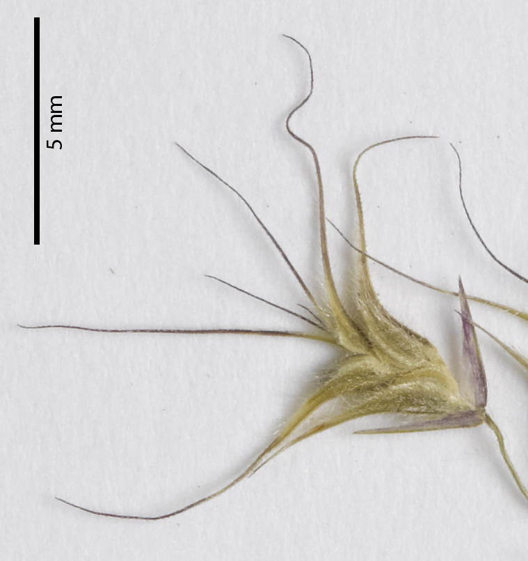 Fig. 7. Spikelet from a pressed specimen of Ectrosia gulliveri (MBA6491) showing spikelet size. Note recurved tips of florets towards tip of spikelet and hairs on lemma.