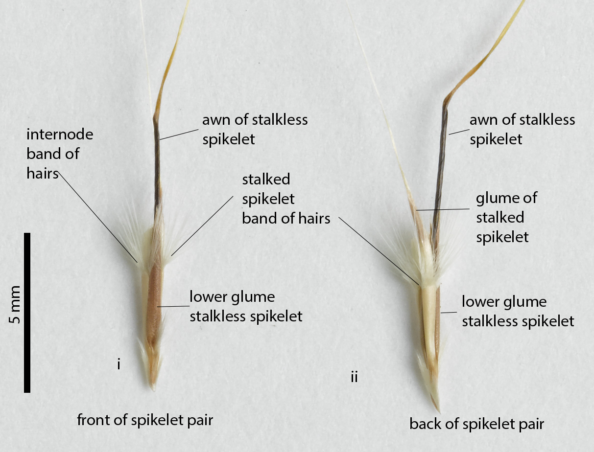 Fig. 7a. Spikelet pairs of a pressed herbarium specimen of Schizachyrium crinizonatum (QRS88424) showing i) the front and ii) back of the spikelet pairs and the arrangment of the horizontal bands on the stalkled spikelet and internode.