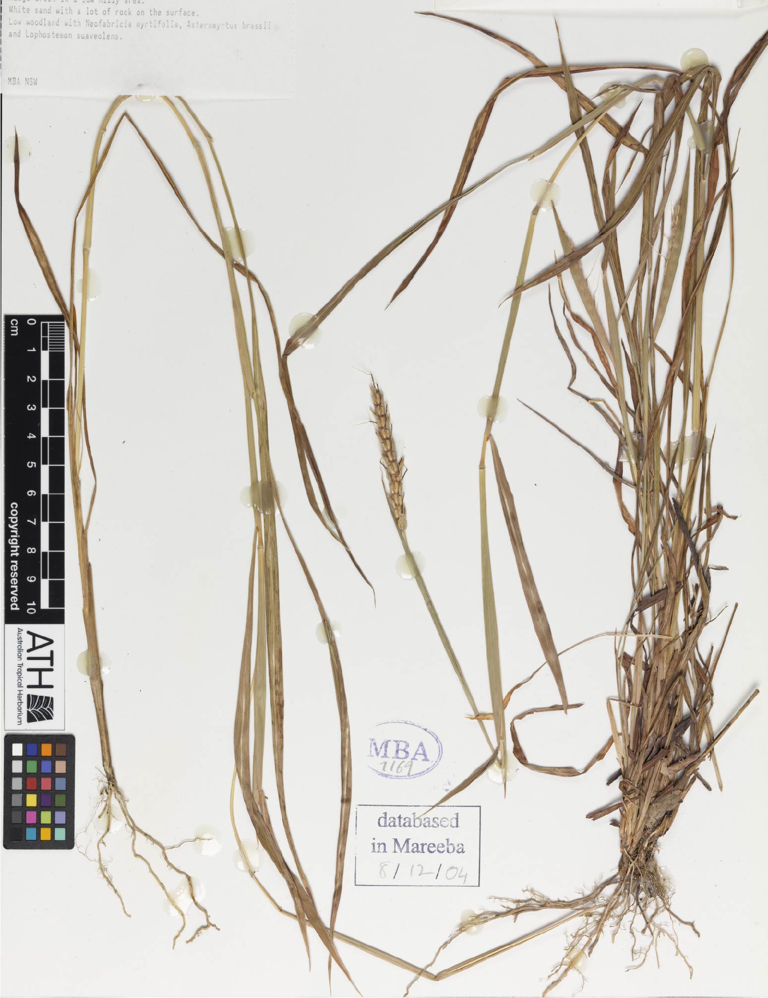 Fig. 1. Herbarium sheet of Ischaemum fragile (MBA7169)