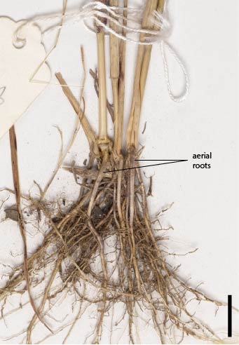 Fig. 1b. Aerial roots of Sarga angustum (MBA7072) (scale bar = 1cm)