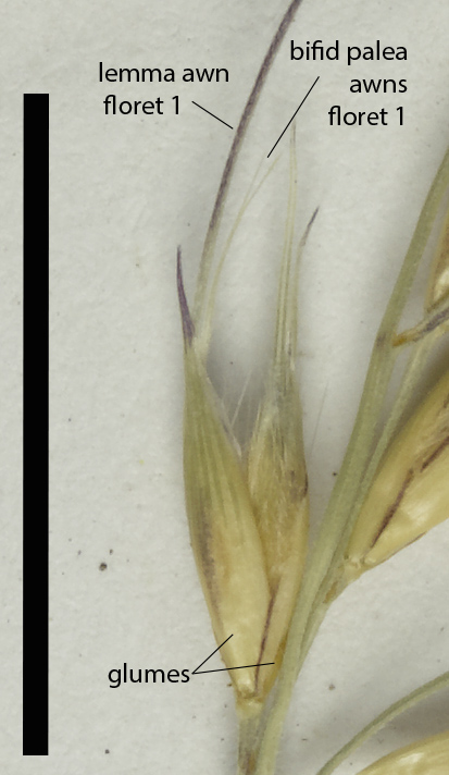 Fig. 2. Mature spikelet of E. vesiculosa (MBA9052) (scale bar = 1 cm)