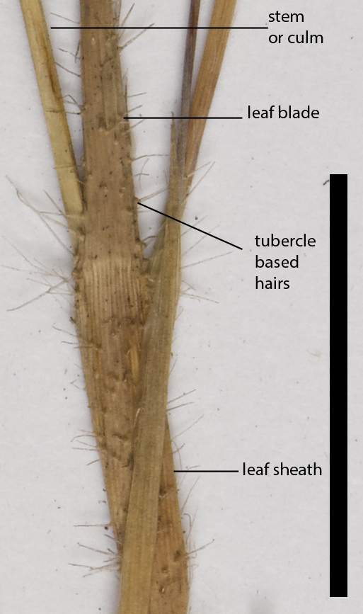 Fig. 3. Leaf blade and leaf sheath with hispid hairs E. ciliata. Herbarium sheet (QRS6098) (scale bar = 1cm)