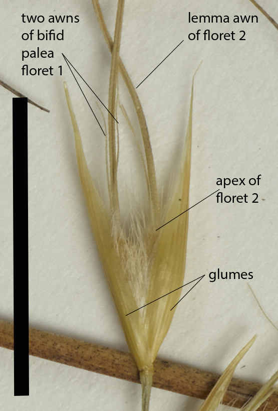 Fig. 3. Mature spikelet of E. stipacea (QRS77238) (scale bar = 1cm)