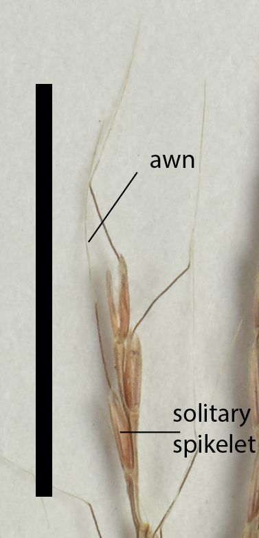 Fig. 3a. Spikelets of Dimeria ornithopoda front view (QRS73792) (scale bar = 1cm)