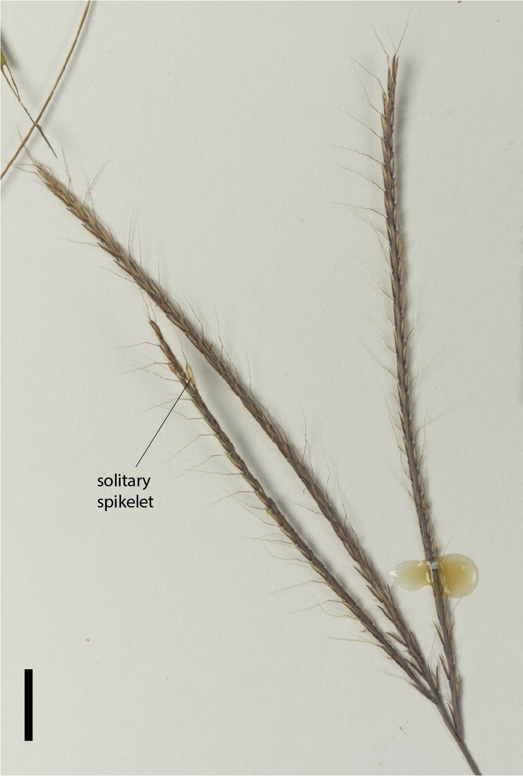Fig. 4. Inflorescence of Dimeria chlordiformis (QRS127989) (scale bar = 1 cm)