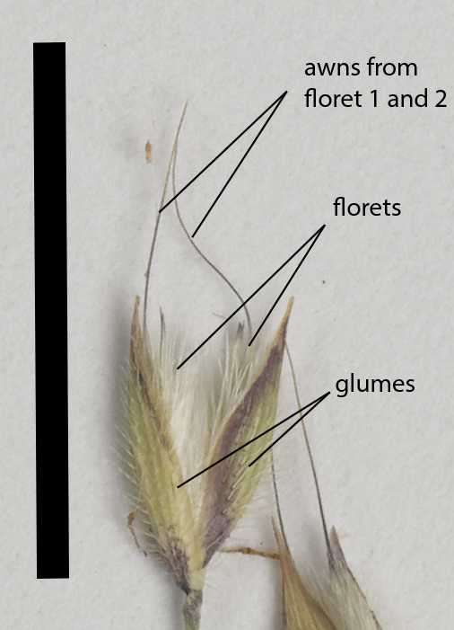 Fig. 4. Just opening spikelet of E. humilis (MBA 9047) showing florets more or less equal to glumes (scale bar=1 cm)