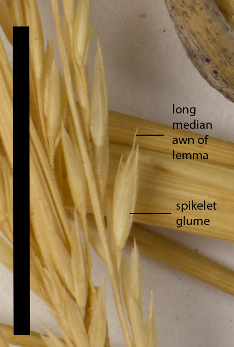Fig. 5. Spikelets of Triodia stenostachya arranged along a branch of the inflorescence, glumes and florets present (MBA8108) (scale bar = 1cm)