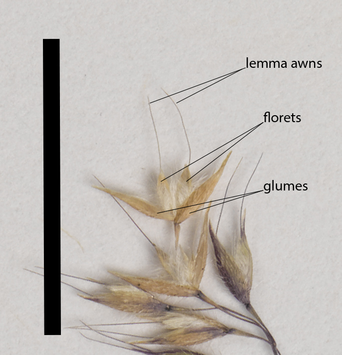 Fig. 6. Just opening spikelet of E. filiformis (MBA 6897) showing florets shorter than glumes (scale bar = 1cm)