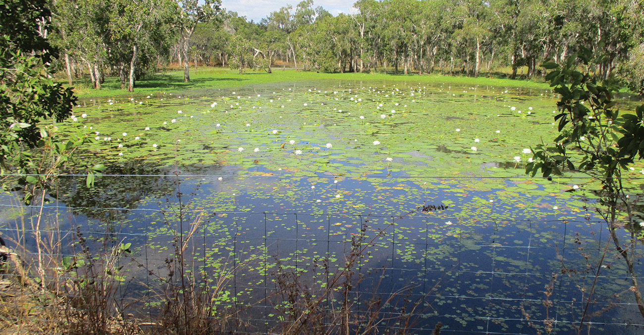 CAMERA TRAPS SET ON THE LAGOONS CAPTURED MANY IMAGES OF HORSES, CATTLE AND PIGS IN THE WETLAND PHOTO ABOVE | LILY LAGOON IS RECOVERING WELL, WITH THE AQUATIC PLANTS THRIVING