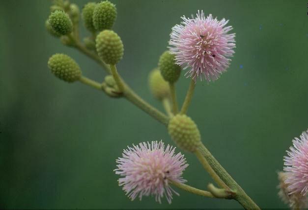 Mimosa diplotricha var.diplotricha