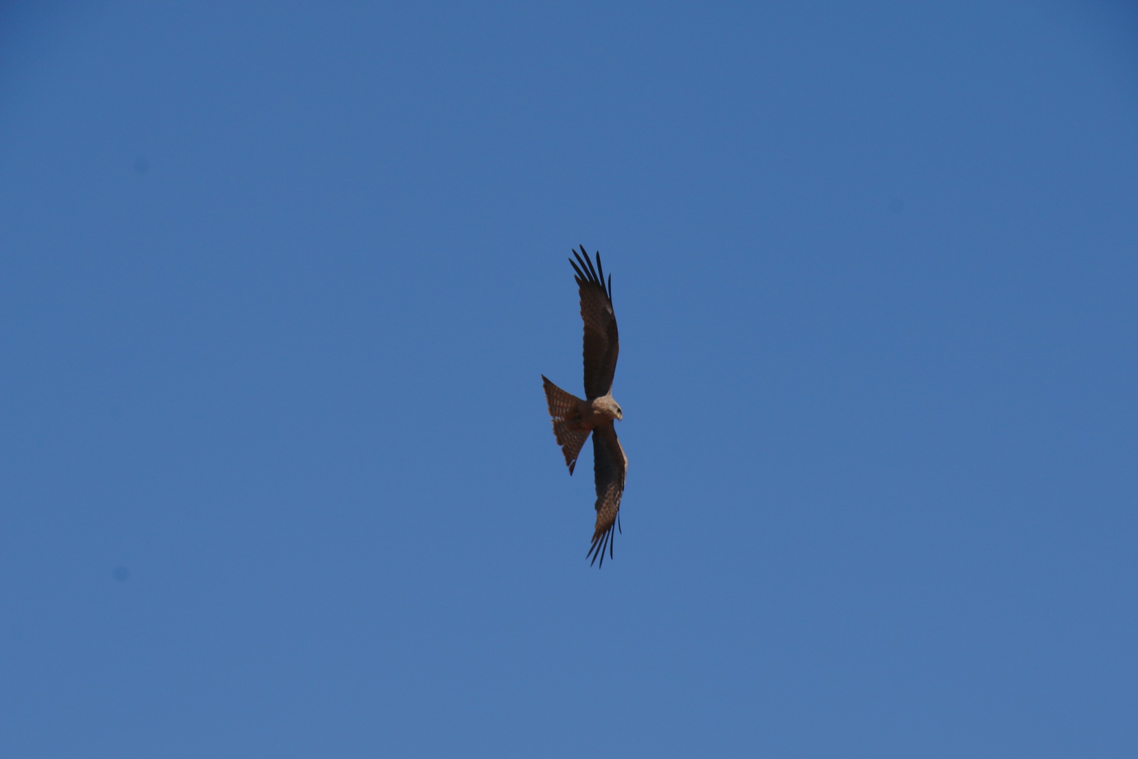 Kite circling at Beefwood Park