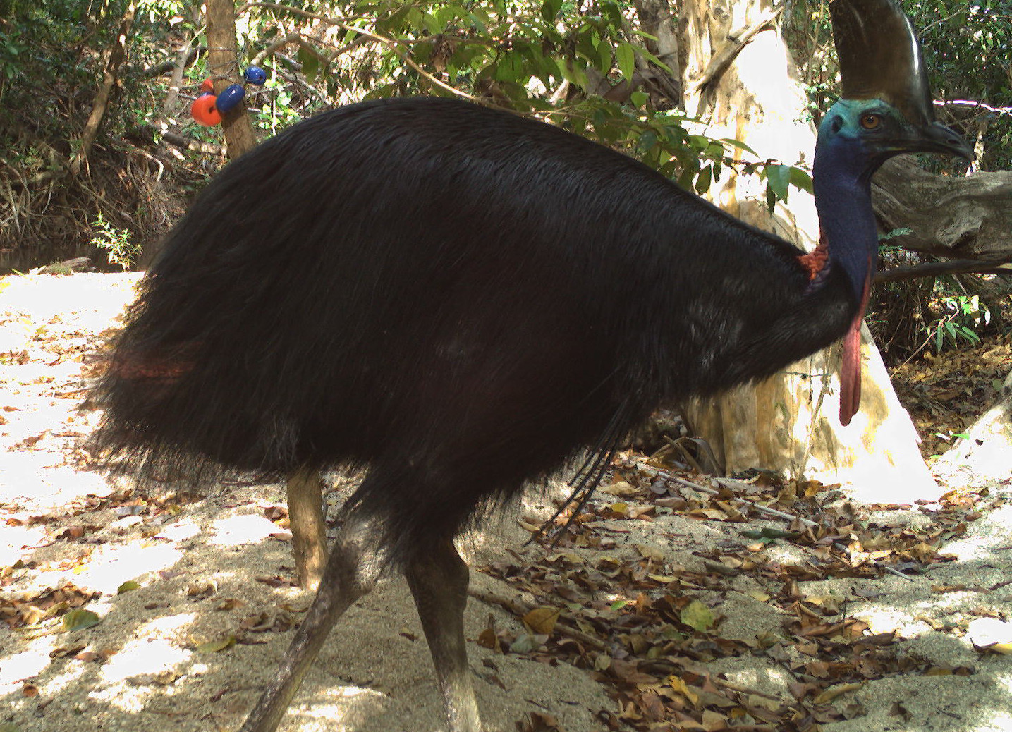 Adult cassowary photographed on remote camera trap
