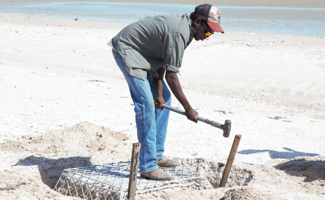 WESLEY CONRAD INSTALLING AN ALUMINIUM CAGE USED TO PROTECT INDIVIDUAL NESTS 