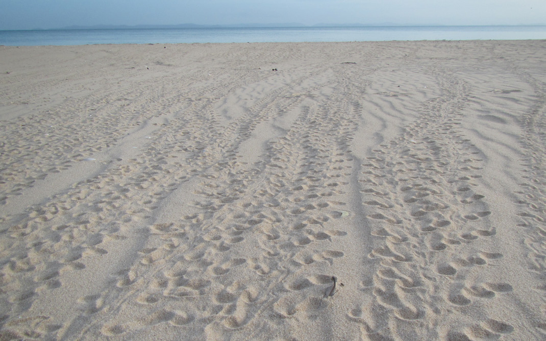 HATCHLING TRACKS