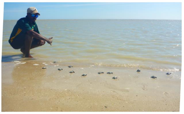 TRISSTAN BALLIE (PORMPURAAW) AND ENDANGERED OLIVE RIDLEY HATCHLINGS 