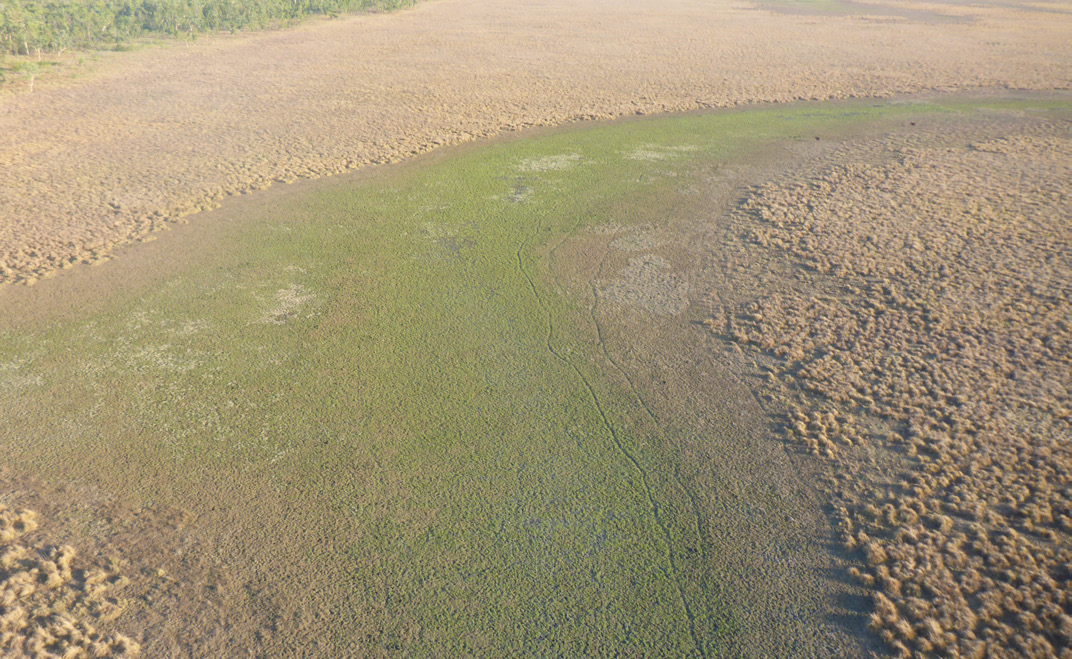 HEALTH OF COASTAL WETLANDS ALSO BENEFITS FROM PIG CULLING (PORMPURAAW) 