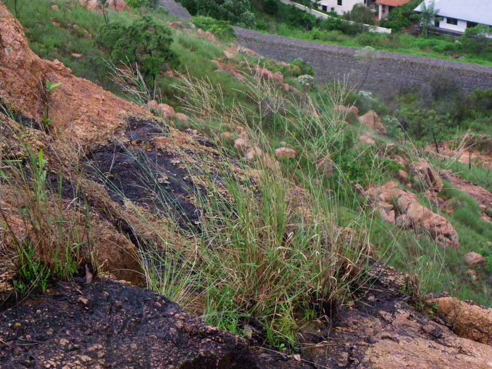 Fig. 1. Plants of Arundinella setosa as they appear in the field (PHOTO: RJCumming d50151a).