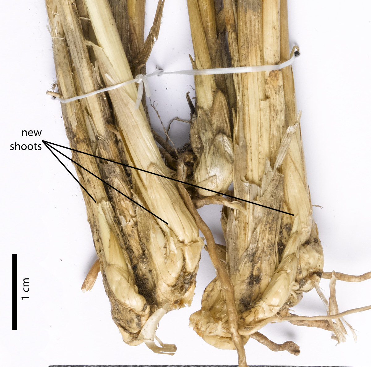 Fig. 3. New shoots emerging from rhizome of Arundinella setosa (PHOTO: ATH; specimen CNS142537).