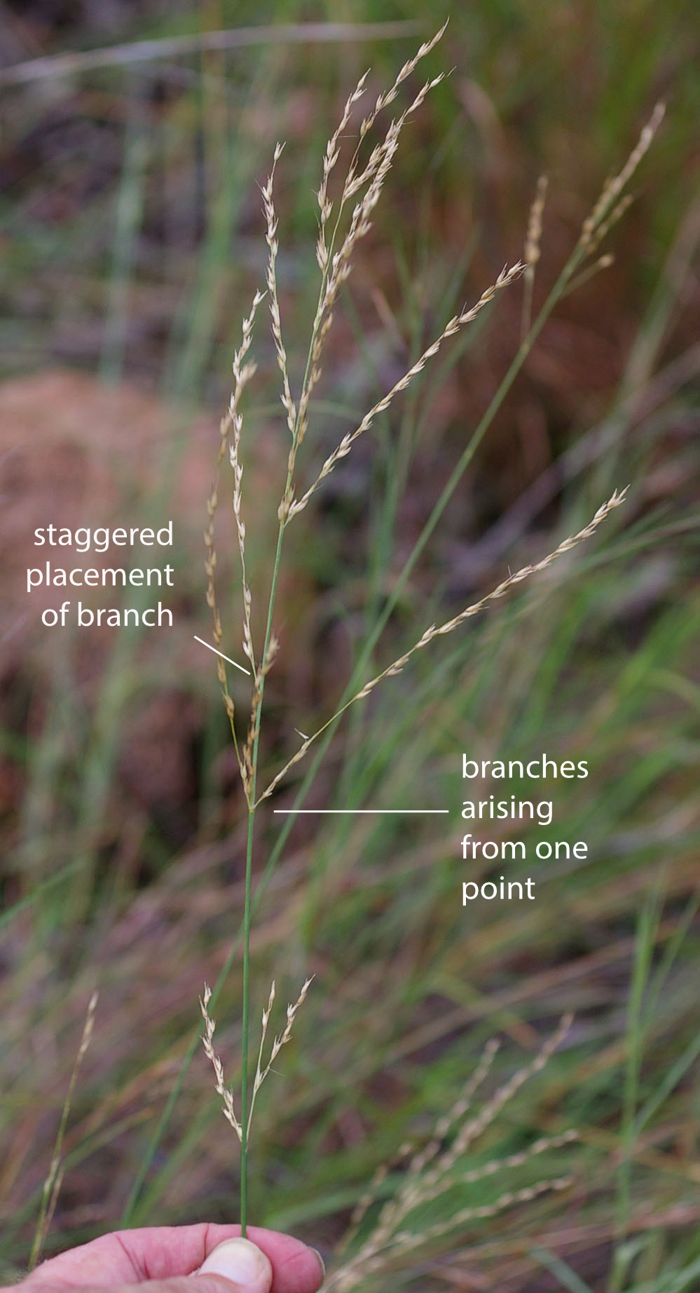 Fig. 4. Inflorescence of Arundinella setosa, note whorled and staggered branches (PHOTO: RJ Cumming d18605a).